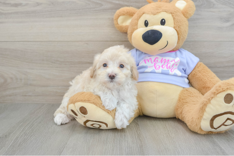 Maltipoo Puppy for Adoption