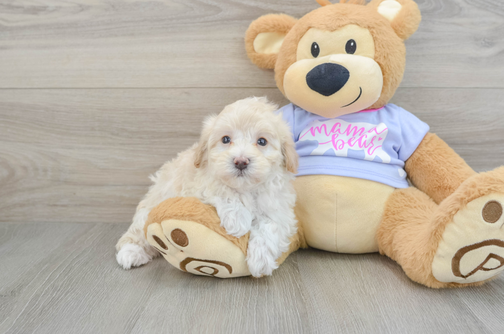 5 week old Maltipoo Puppy For Sale - Premier Pups