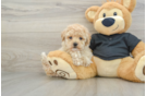 Maltipoo Puppy for Adoption