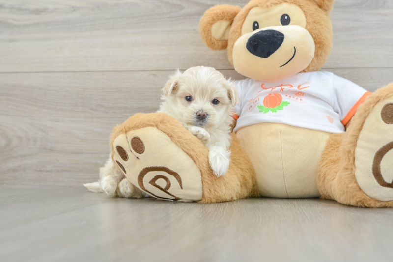 Meet Oatly - our Maltipoo Puppy Photo 1/3 - Premier Pups