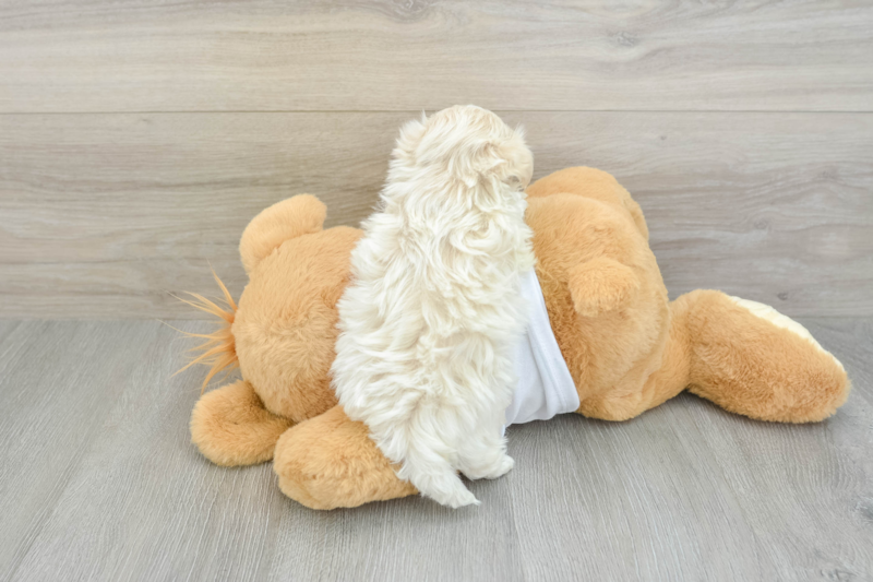 Meet Oatly - our Maltipoo Puppy Photo 2/3 - Premier Pups