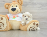 8 week old Maltipoo Puppy For Sale - Premier Pups