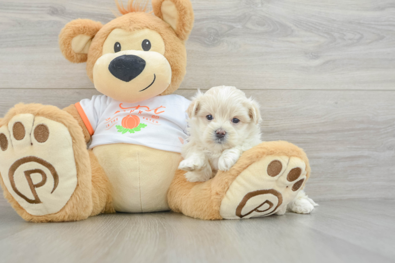 Meet Oatly - our Maltipoo Puppy Photo 3/3 - Premier Pups