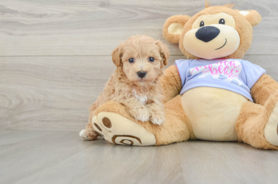 Funny Maltipoo Poodle Mix Pup