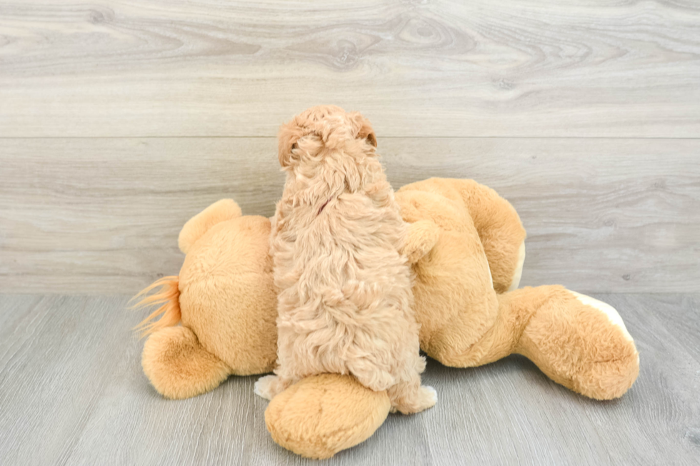 Sweet Maltipoo Baby