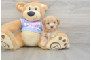 Popular Maltipoo Poodle Mix Pup