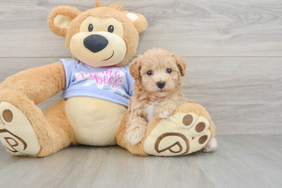 Popular Maltipoo Poodle Mix Pup