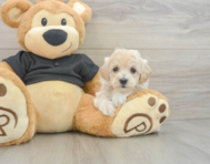 8 week old Maltipoo Puppy For Sale - Premier Pups