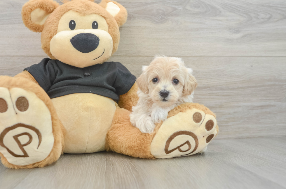 6 week old Maltipoo Puppy For Sale - Premier Pups