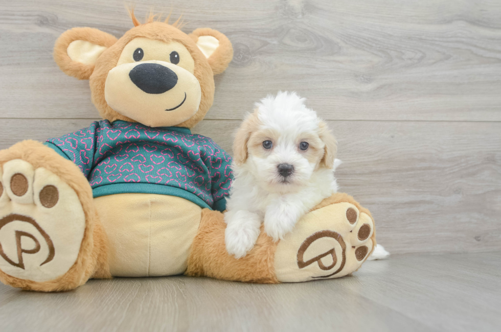 5 week old Maltipoo Puppy For Sale - Premier Pups