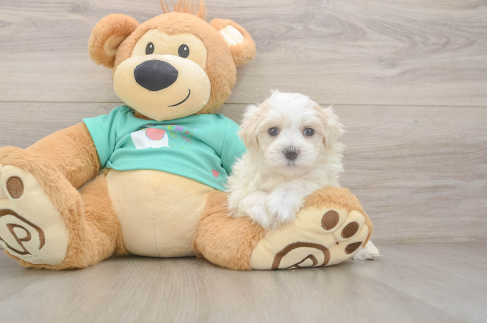 5 week old Maltipoo Puppy For Sale - Premier Pups