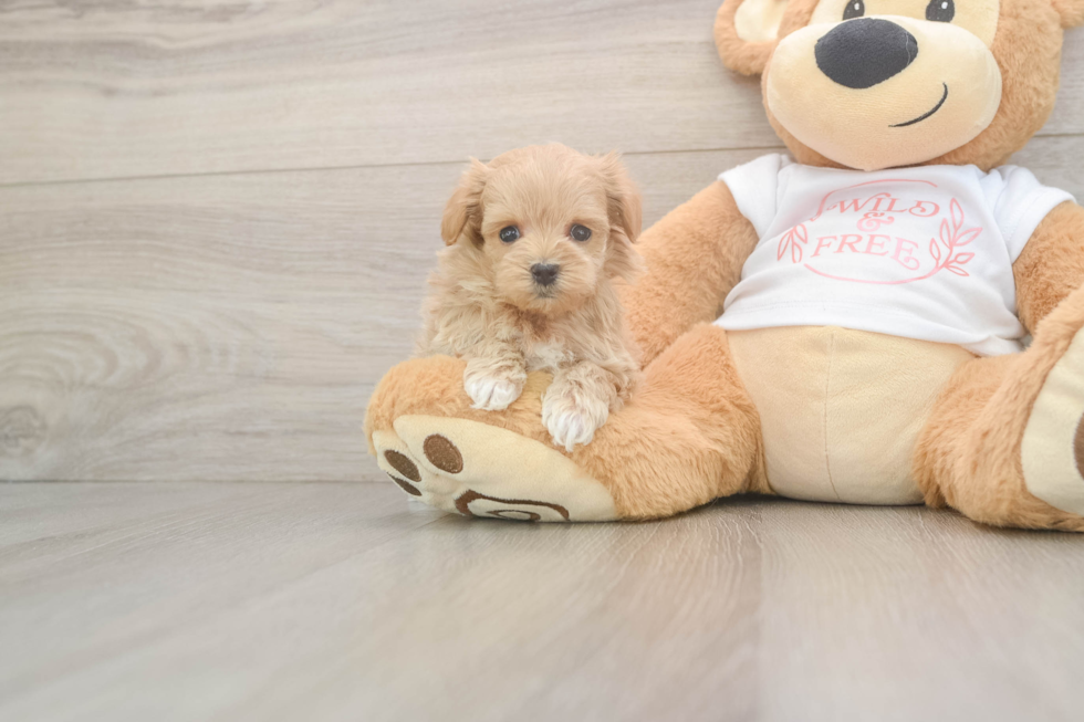 Friendly Maltipoo Baby