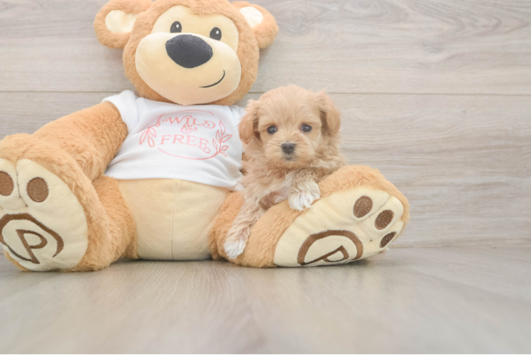 Happy Maltipoo Baby