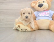 7 week old Maltipoo Puppy For Sale - Premier Pups
