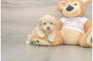 Maltipoo Puppy for Adoption