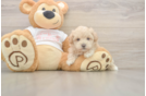 Petite Maltipoo Poodle Mix Pup