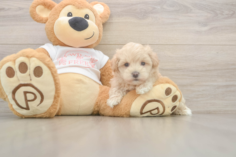5 week old Maltipoo Puppy For Sale - Premier Pups