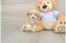 Maltipoo Puppy for Adoption