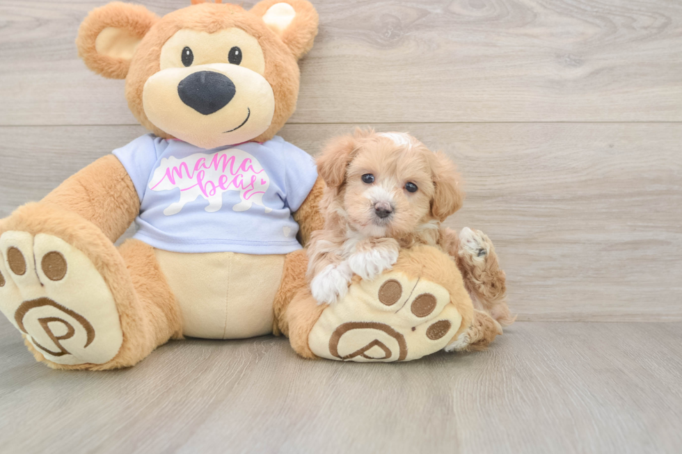 Happy Maltipoo Baby