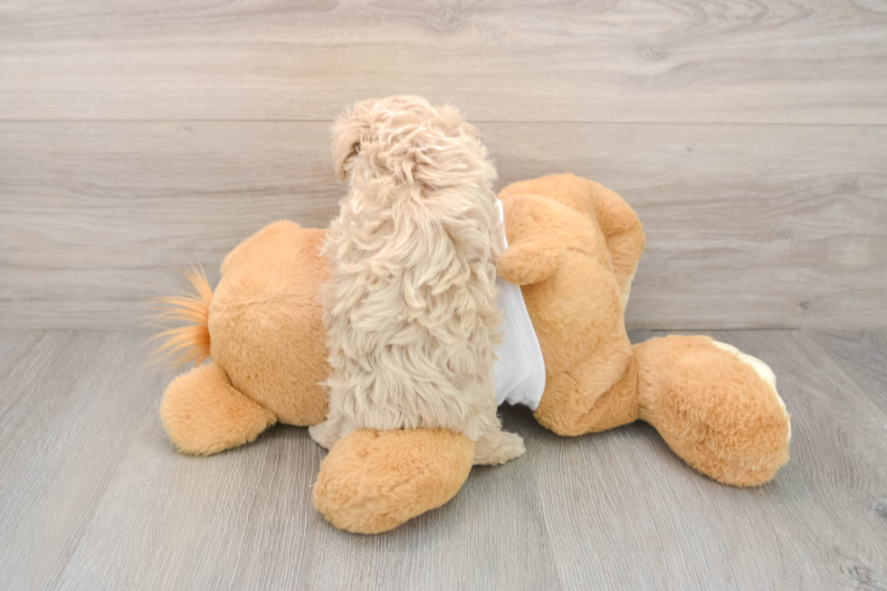 Maltipoo Pup Being Cute