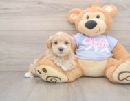 8 week old Maltipoo Puppy For Sale - Premier Pups