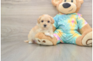 Best Maltipoo Baby