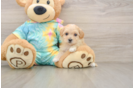 Adorable Maltidoodle Poodle Mix Puppy