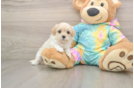 Petite Maltipoo Poodle Mix Pup