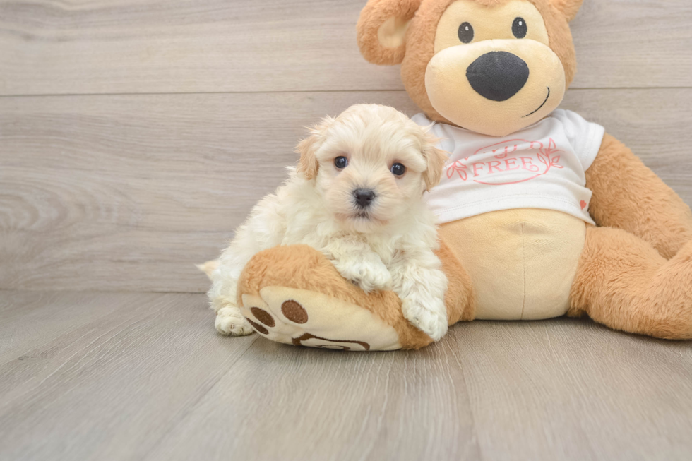 Sweet Maltipoo Baby