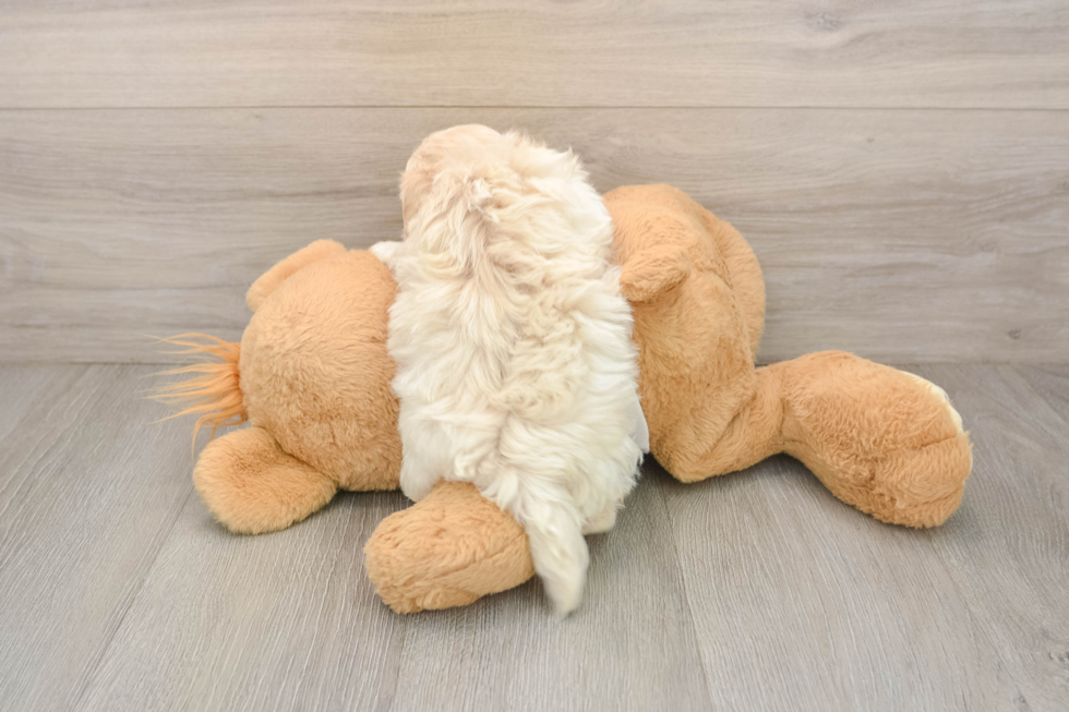 Maltipoo Puppy for Adoption