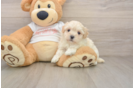 Best Maltipoo Baby