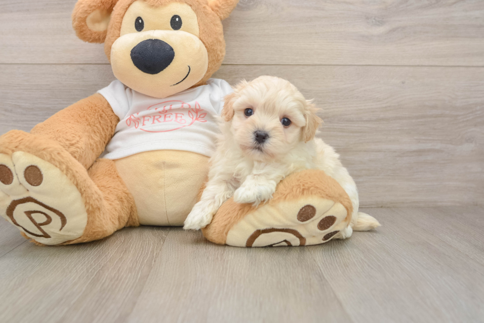 Best Maltipoo Baby