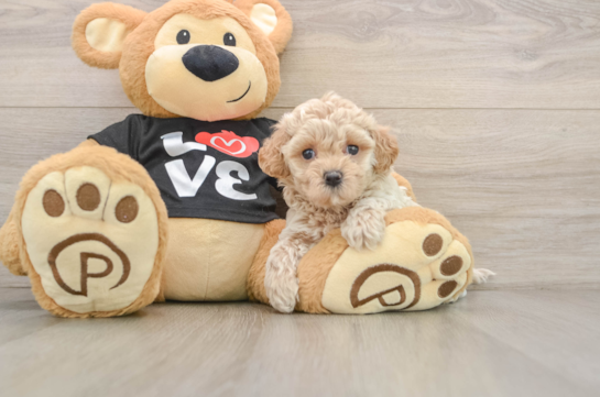 Adorable Maltepoo Poodle Mix Puppy