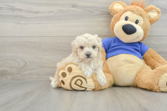 Funny Maltipoo Poodle Mix Pup