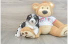 Maltipoo Puppy for Adoption