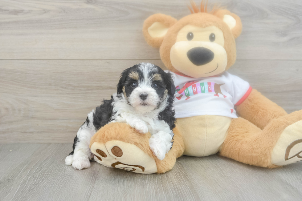 Maltipoo Puppy for Adoption