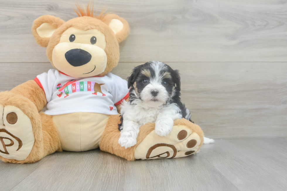 Playful Maltidoodle Poodle Mix Puppy