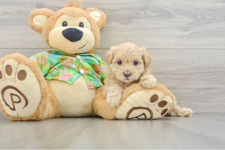 Best Maltipoo Baby