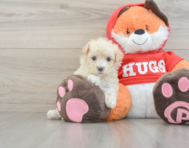 7 week old Maltipoo Puppy For Sale - Premier Pups