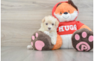 Maltipoo Puppy for Adoption