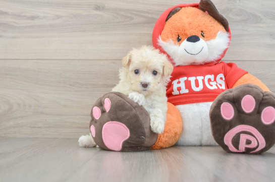Maltipoo Puppy for Adoption
