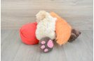 Maltipoo Puppy for Adoption