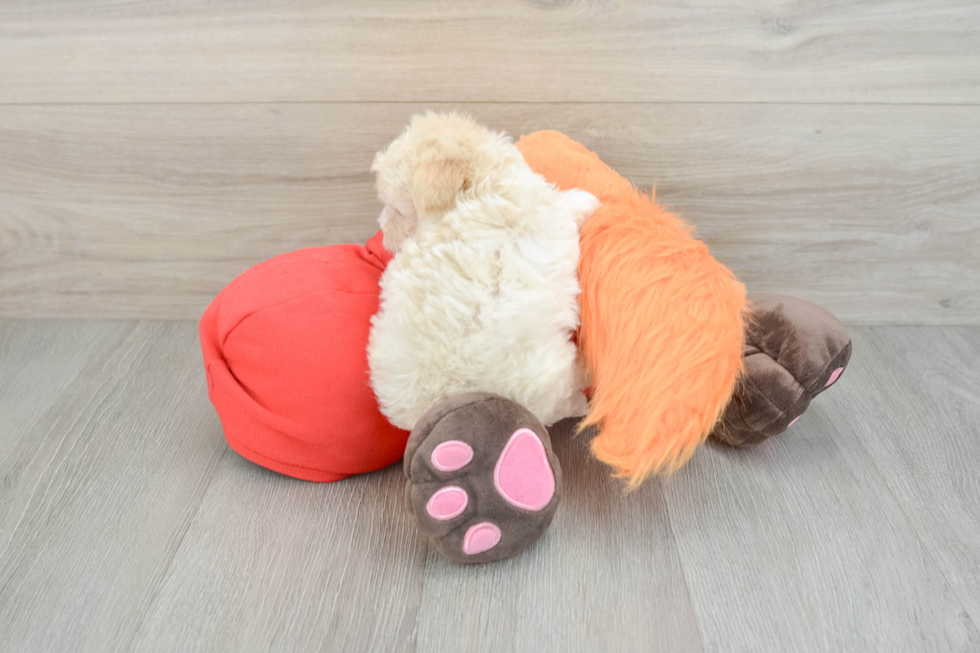Maltipoo Puppy for Adoption