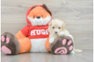 Maltipoo Pup Being Cute