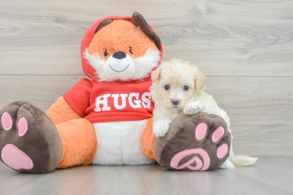 Maltipoo Pup Being Cute