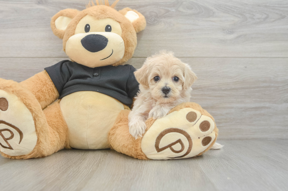 6 week old Maltipoo Puppy For Sale - Premier Pups