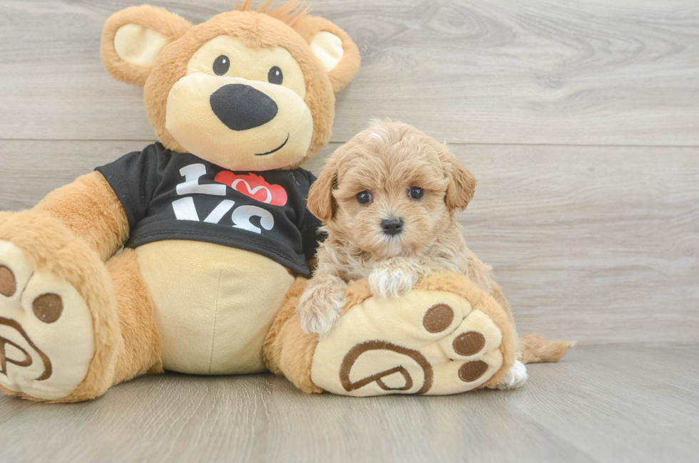 5 week old Maltipoo Puppy For Sale - Premier Pups