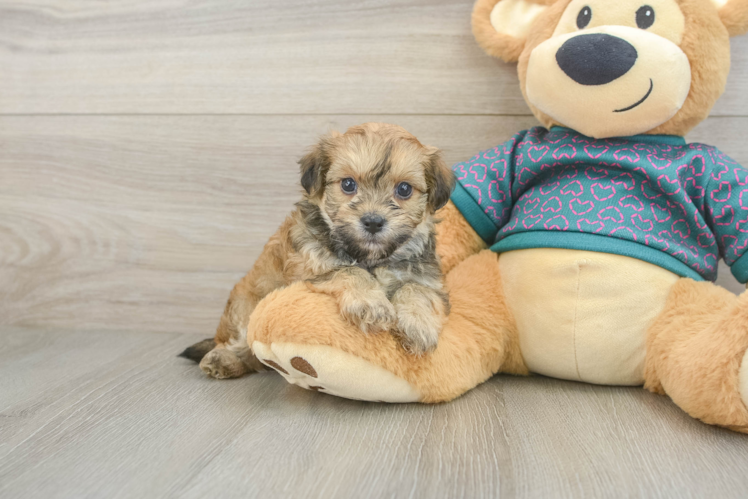 Best Maltipoo Baby