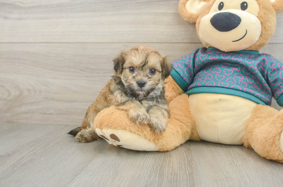 5 week old Maltipoo Puppy For Sale - Premier Pups