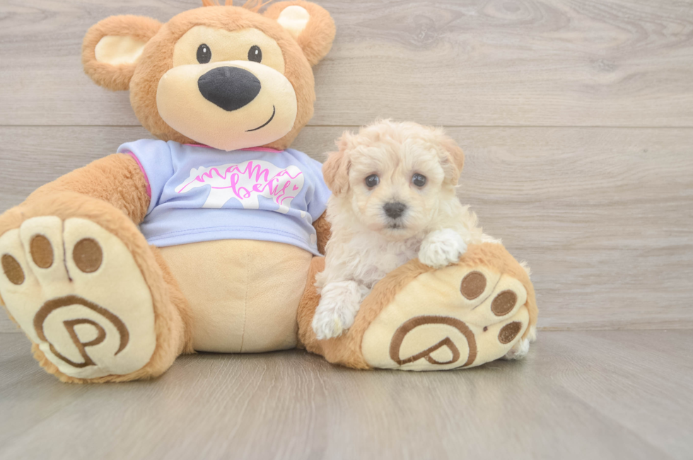 5 week old Maltipoo Puppy For Sale - Premier Pups